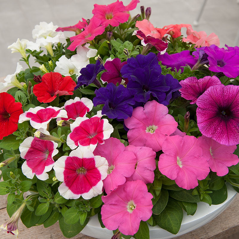Petunia Merlin Morn Pink Flower seeds for Planting Premium Quality Heirloom & GMO Free Seeds for Home Garden