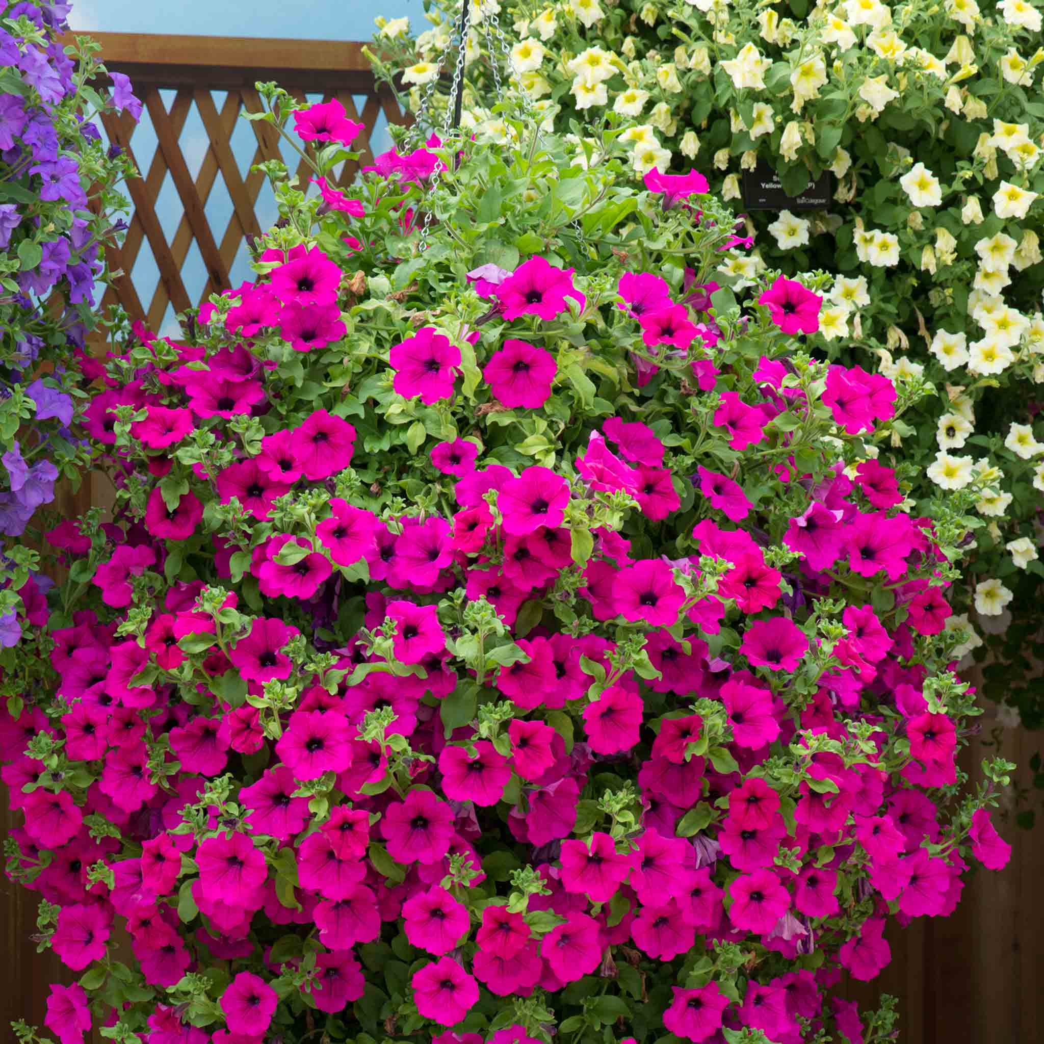 High quality Surfinia Flower seeds for Planting Fragrant Blossoms, Heirloom & GMO Free Seeds for Home Garden seeds pack