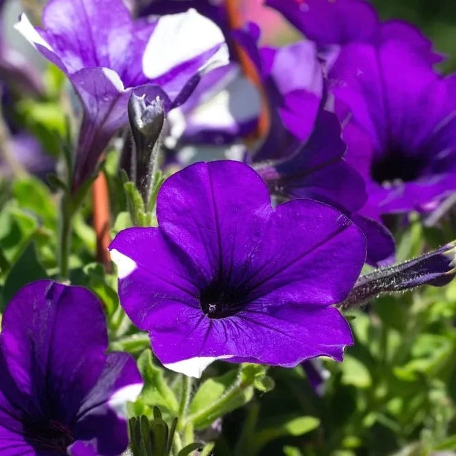 Purple Trailing Petunia Flower seeds for Planting Seasonal Bloomer, Heirloom & GMO Free Seeds for Home Garden vegetable and garden seeds