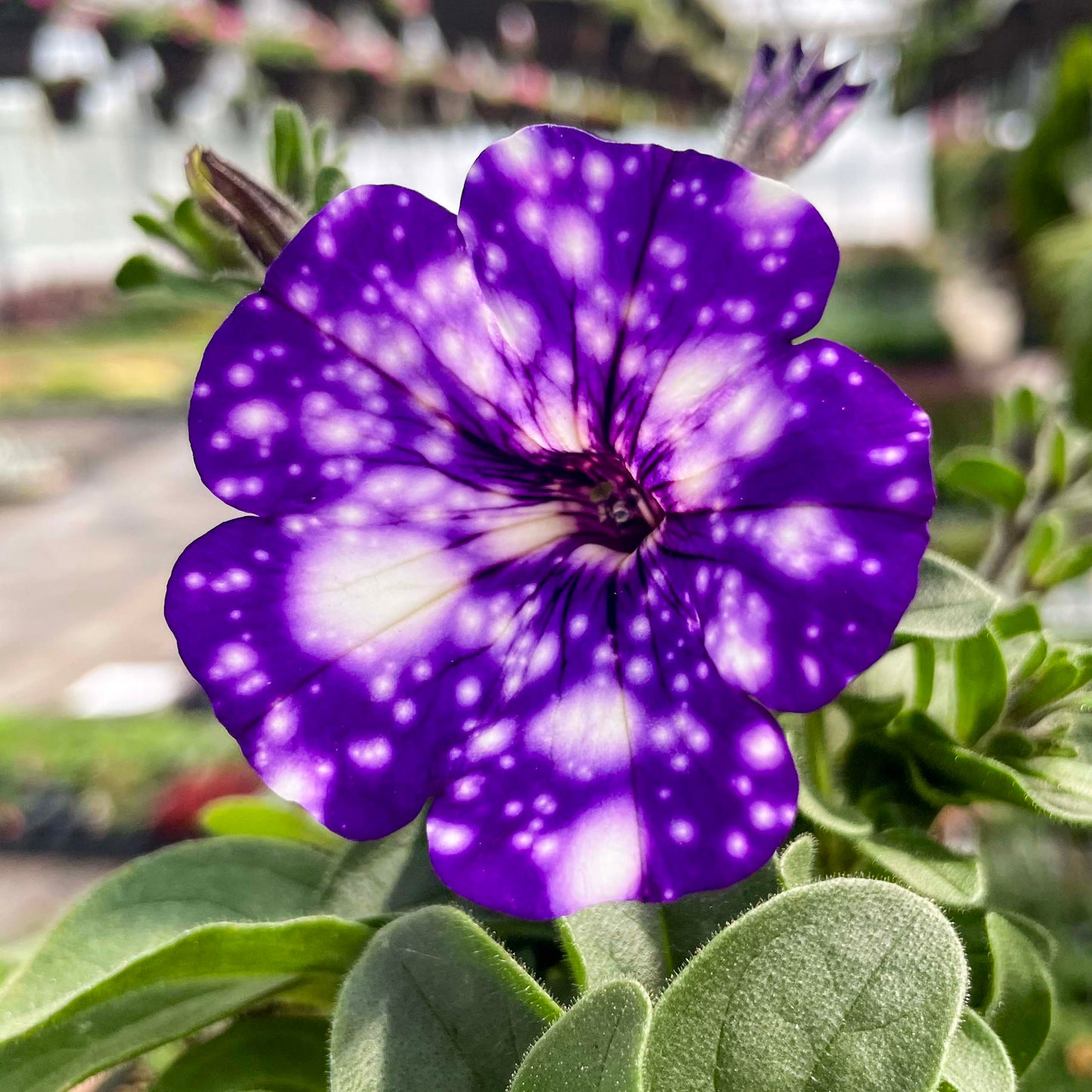 Tacoli Bonsai Petunia Flower seeds for Planting Seasonal Bloomer Heirloom & GMO Free Seeds for Home Garden
