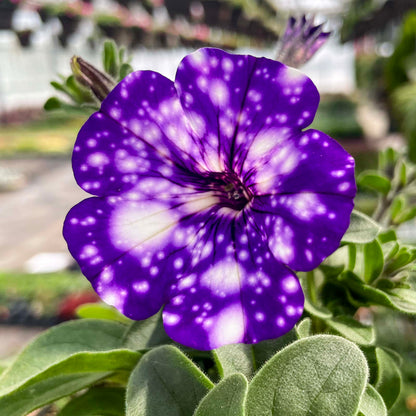 Tacoli Bonsai Petunia Flower seeds for Planting Seasonal Bloomer Heirloom & GMO Free Seeds for Home Garden