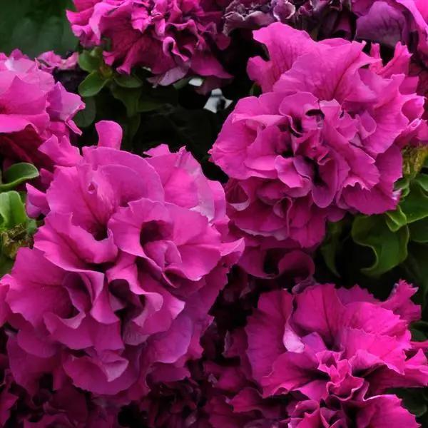 Elevate Your Garden with Burgundy Double Petunia Flower Seeds for Vibrant Planting