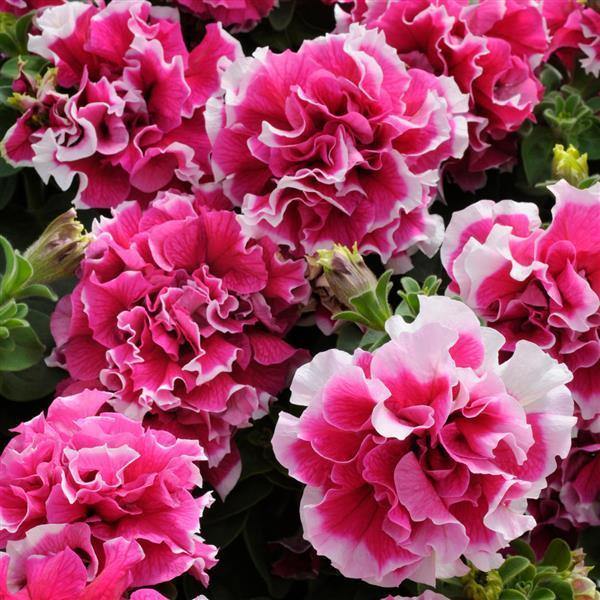 Premium Mixed Pelleted Flower seeds for Planting Bright Blooms, Heirloom & GMO Free Seeds for Home Garden seeds