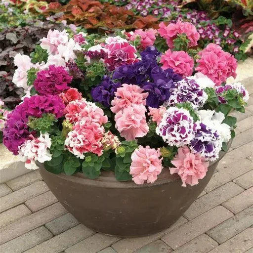 Mixed Pelleted Flower seeds for Planting Bright Blooms, Heirloom & GMO Free Seeds for Home Garden vegetable and garden seeds