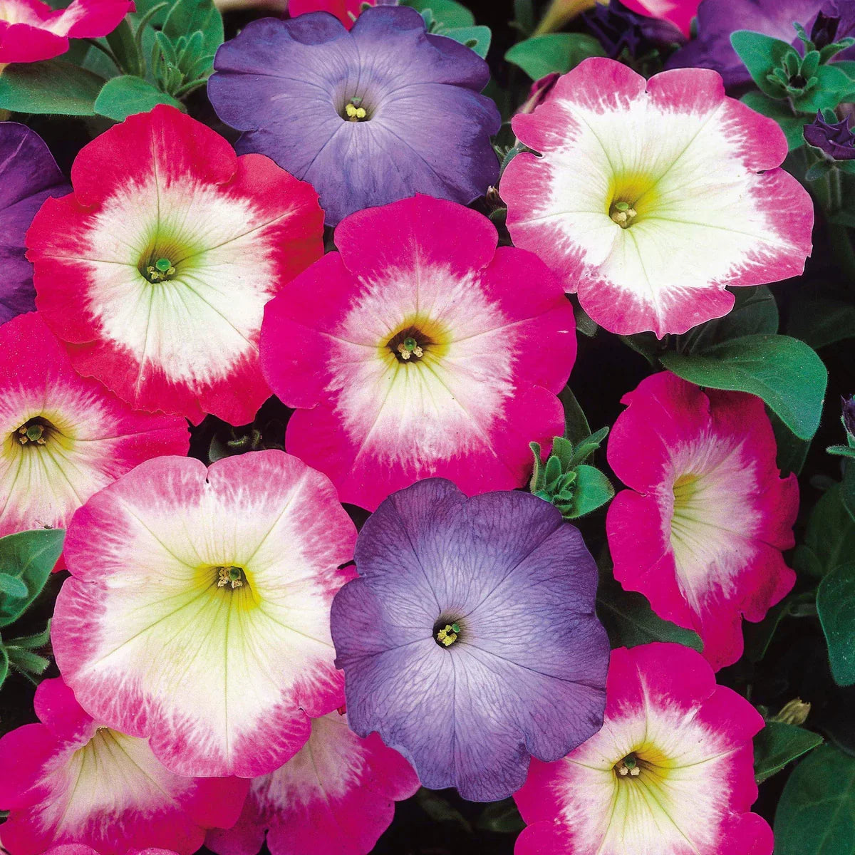 Petunia Merlin Morn Pink Flower seeds for Planting Premium Quality Heirloom & GMO Free Seeds for Home Garden