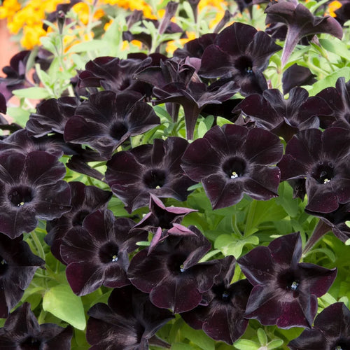 Premium Black Velvet Petunia Flower seeds for Planting Seasonal Bloomer, Heirloom & GMO Free Seeds for Home Garden seeds
