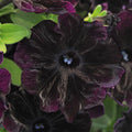 Black Velvet Flower seeds for Planting Vibrant Colors, Heirloom & GMO Free Seeds for Home Garden seeds for planting