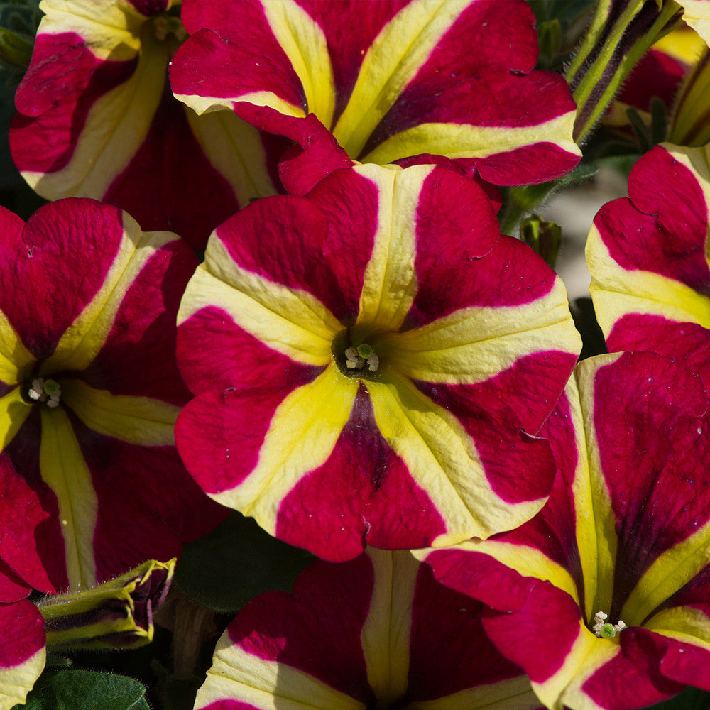 Red & Yellow Petunia Flower seeds for Planting Pollinator Friendly, Heirloom & GMO Free Seeds for Home Garden vegetable and garden seeds