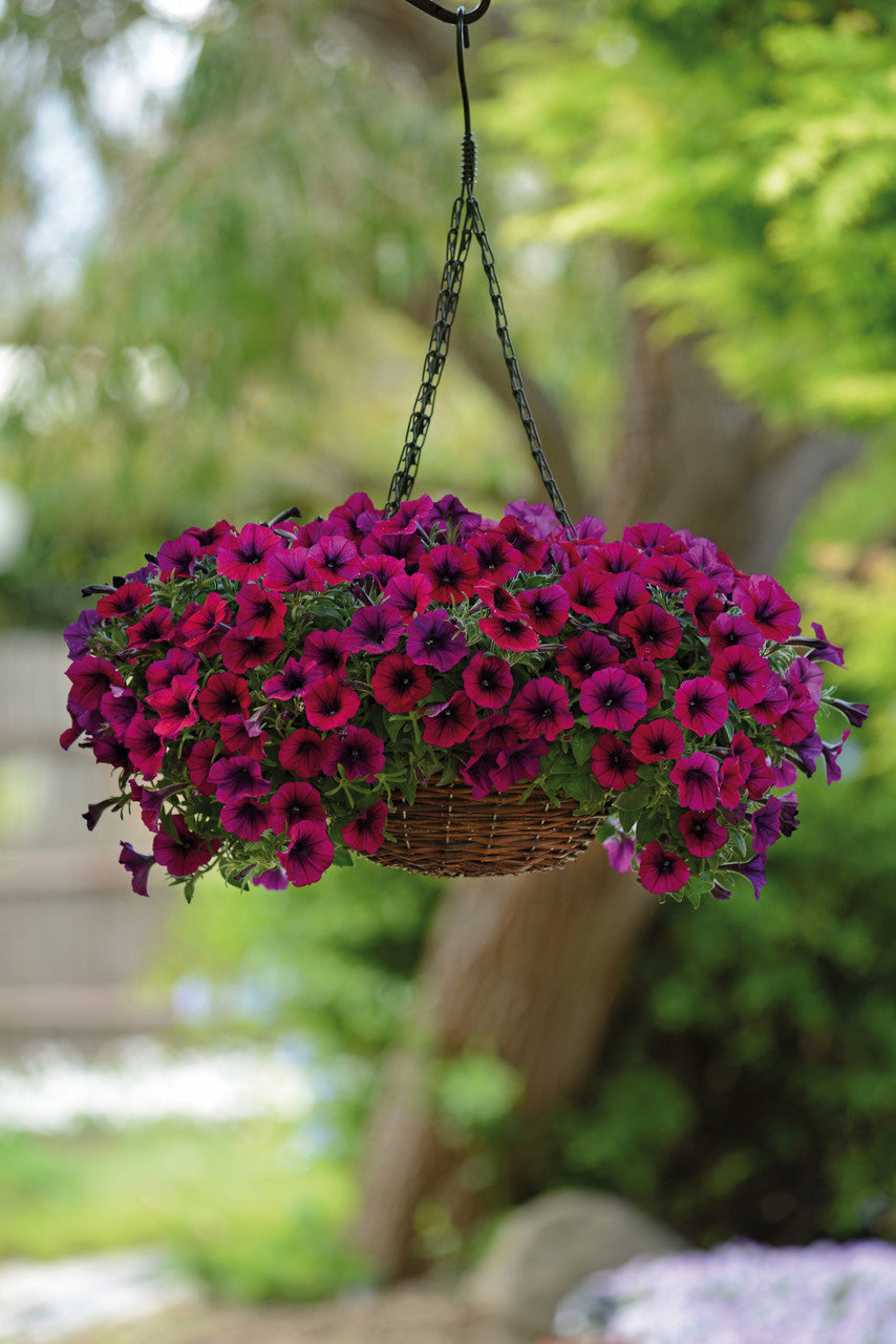 Dark Pink Petunia Flower Seeds For Bold Planting