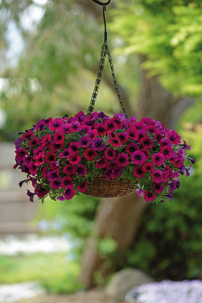Dark Pink Petunia Flower Seeds For Bold Planting
