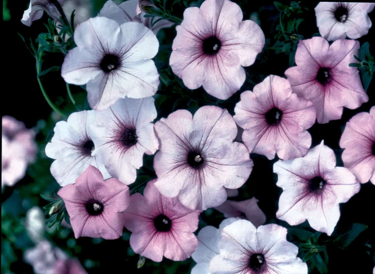 Petunia Tidal Wave Silver Flower seeds for Planting - Seasonal Bloomer, Heirloom & GMO Free Seeds for Home Garden