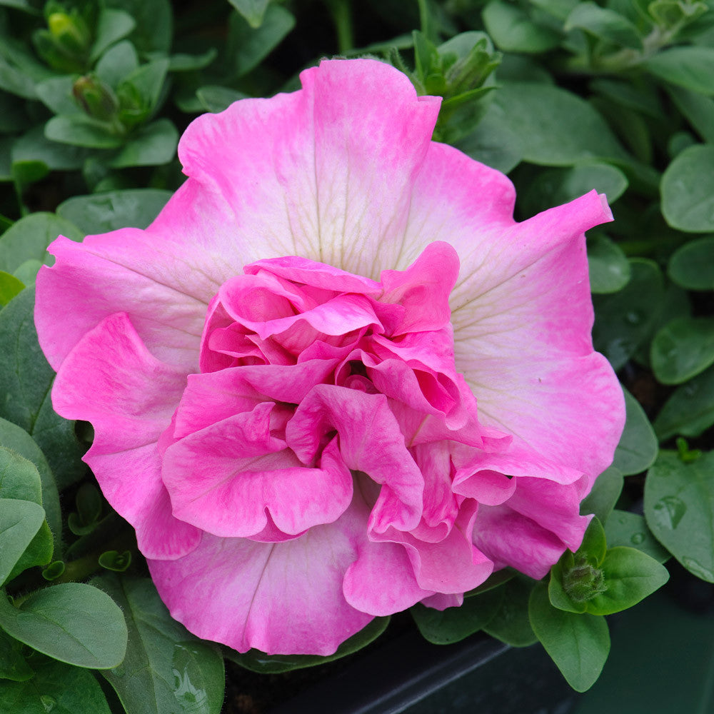 Double Petunia Flower seeds for Planting Premium Quality, Heirloom & GMO Free Seeds for Home Garden vegetable and garden seeds