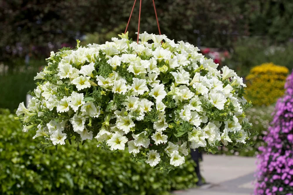 High quality White Petunia Grandiflora Seeds Flower seeds for Planting Cottage Garden Essential, Heirloom & GMO Free Seeds for Home Garden seeds pack