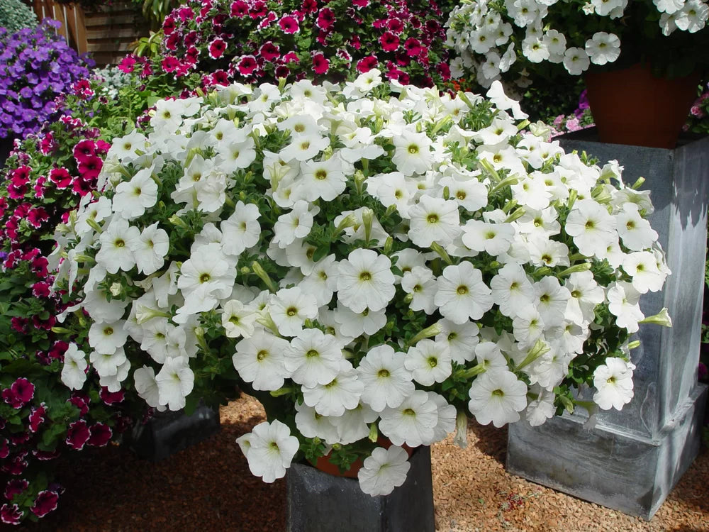 White Petunia Grandiflora Seeds Flower seeds for Planting Cottage Garden Essential, Heirloom & GMO Free Seeds for Home Garden vegetable and garden seeds