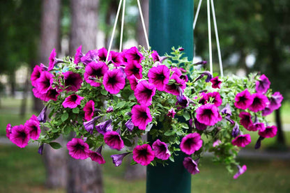 Lush Hanging Petunia Flower Seeds For Vibrant Garden Planting