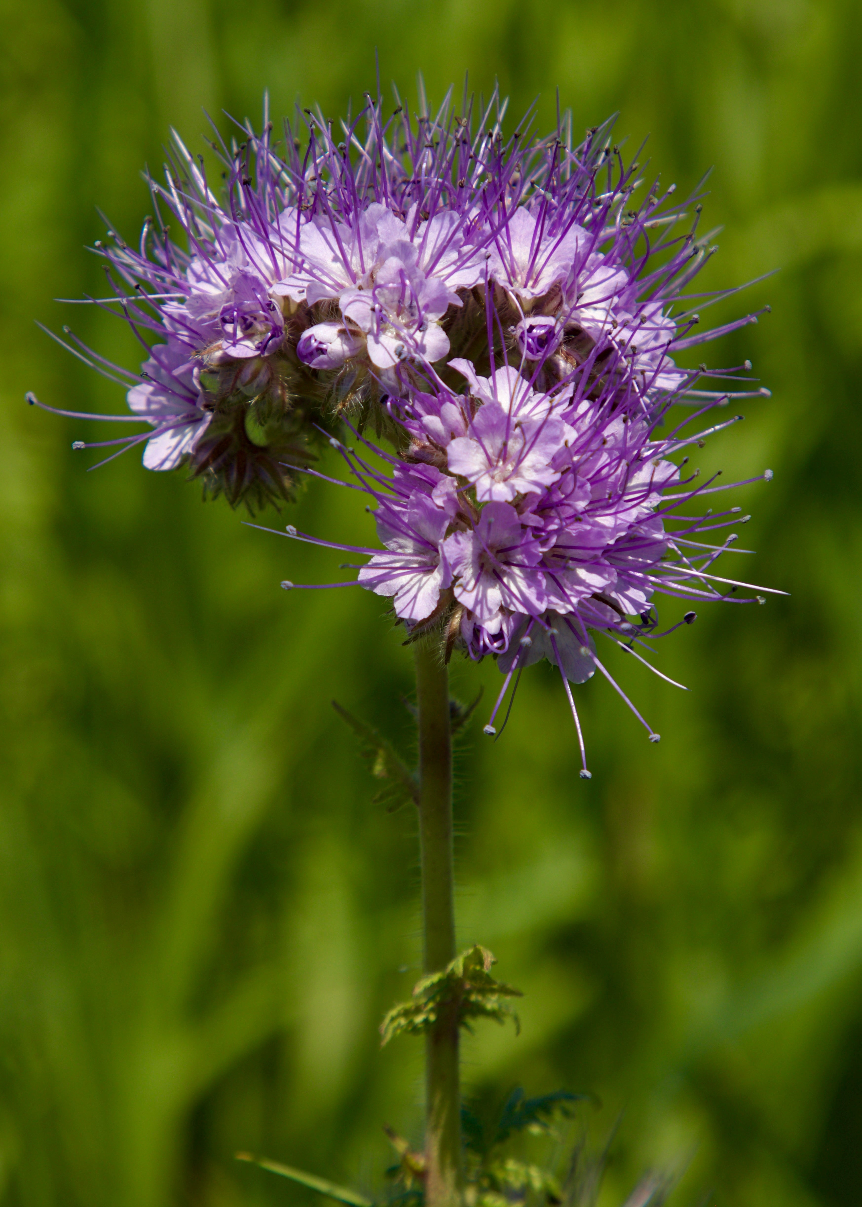 Purple Phacelia Flower seeds for Planting Garden Favorite, Heirloom & GMO Free Seeds for Home Garden vegetable and garden seeds