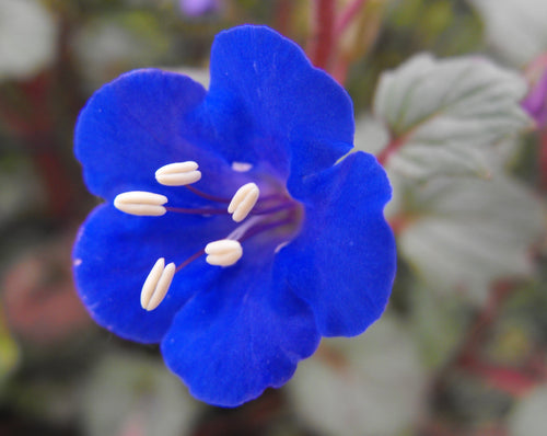 Premium Blue Cali Flower seeds for Planting Sun Loving, Heirloom & GMO Free Seeds for Home Garden seeds