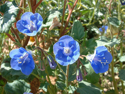 Phacelia (Phacelia Campanularia) seeds for planting in home garden