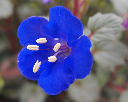 Heirloom Campanularia Flower seeds for Planting Seasonal Bloomer Heirloom & GMO Free Seeds for Home Garden