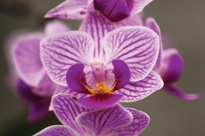 Orchid Flower seeds for Planting Vibrant Colors Heirloom & GMO Free Seeds for Home Garden
