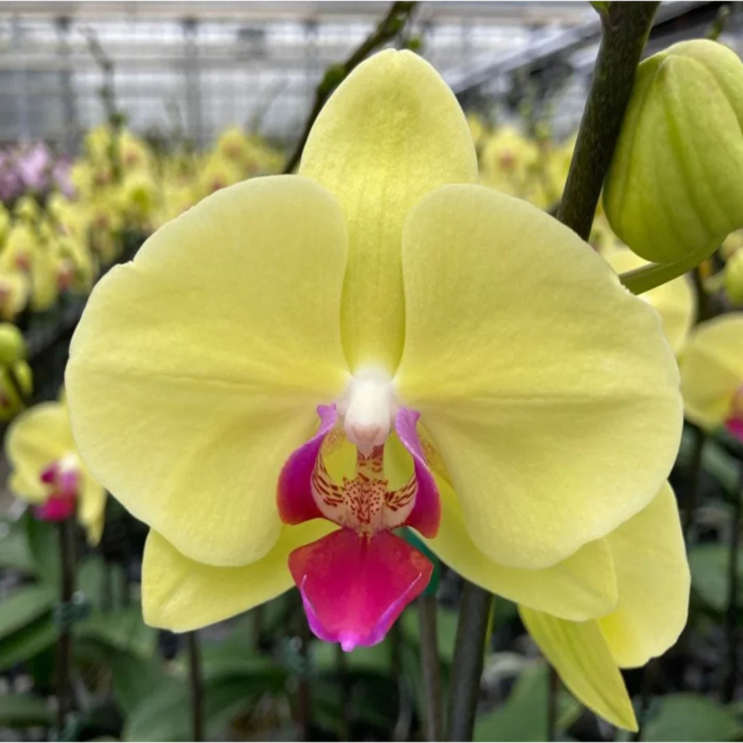 Premium Yellow Phalaenopsis Flower seeds for Planting Garden Favorite, Heirloom & GMO Free Seeds for Home Garden seeds