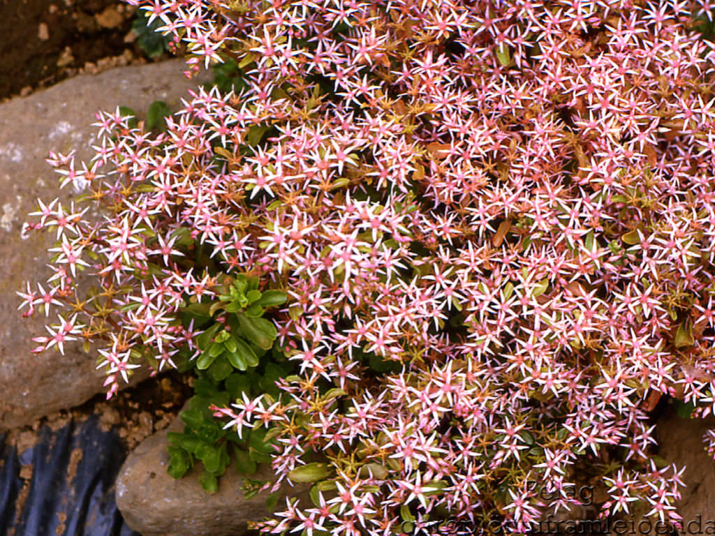 High quality Pink Sedum Stolon Flower seeds for Planting Garden Favorite, Heirloom & GMO Free Seeds for Home Garden seeds pack