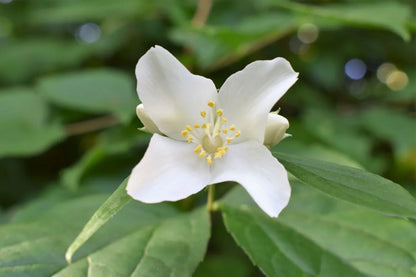 Heirloom Philadelphus Lewisii Flower seeds for Planting Easy to Grow Heirloom & GMO Free Seeds for Home Garden