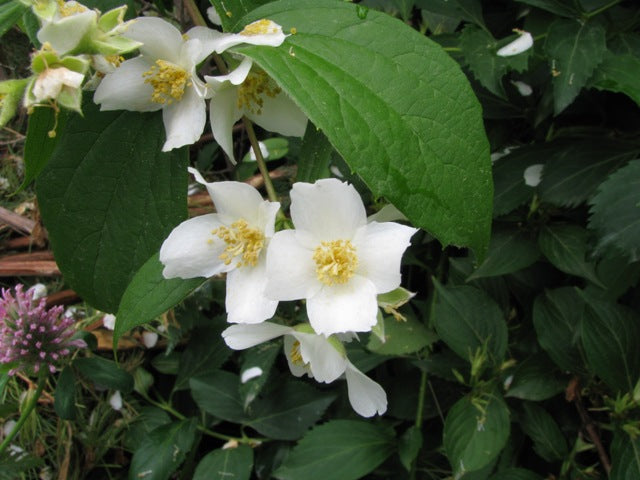 Philadelphus Coronarius Flower seeds for Planting Compact Growth, Heirloom & GMO Free Seeds for Home Garden vegetable and garden seeds