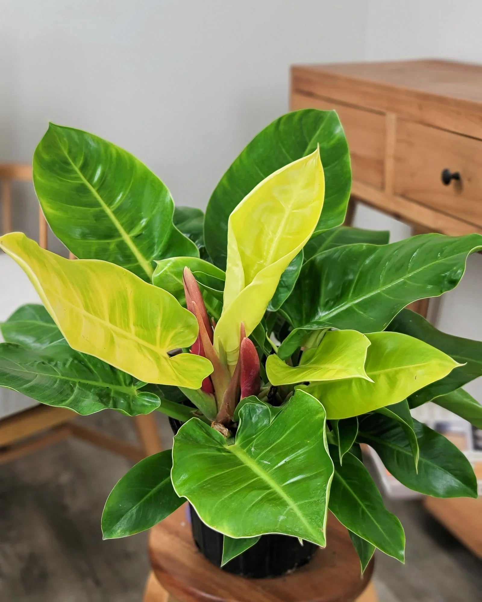 High quality Green Philodendron Erubescens Flower seeds for Planting Perfect for Borders, Heirloom & GMO Free Seeds for Home Garden seeds pack