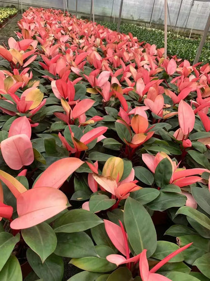Philodendron Flower seeds for Planting Long Bloom Season Heirloom & GMO Free SeeDS for Home Garden