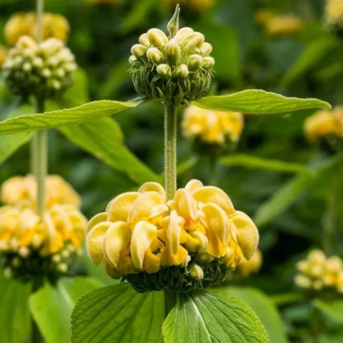Yellow Jerusalem Sage Flower seeds for Planting Easy to Grow, Heirloom & GMO Free Seeds for Home Garden seeds for planting