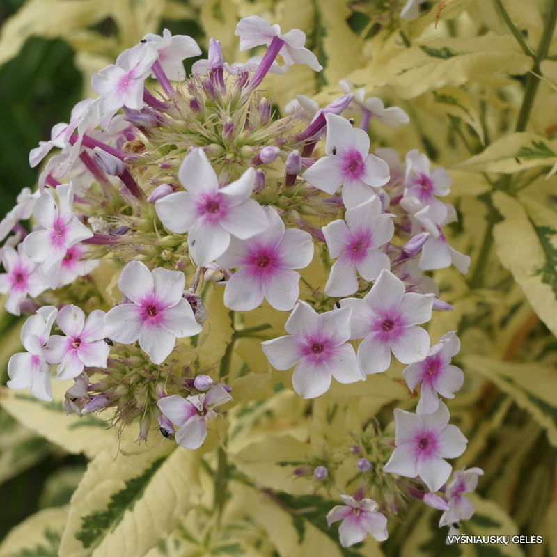 Premium White Pink Nora Leigh Flower seeds for Planting Long Bloom Season, Heirloom & GMO Free Seeds for Home Garden seeds