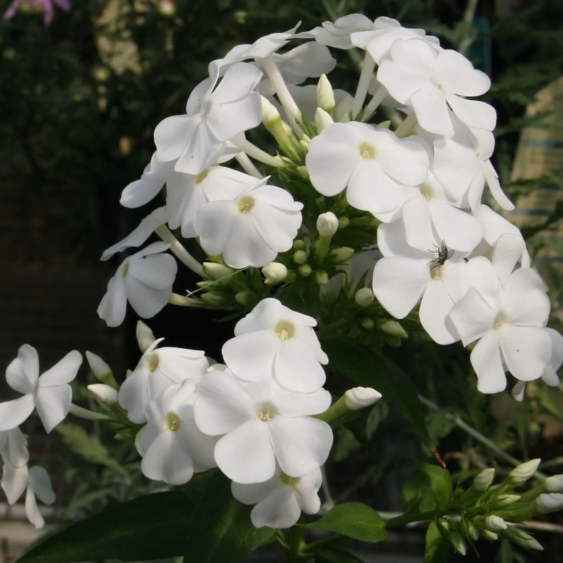 Drummondii Flower seeds for Planting Fragrant Blossoms Heirloom & GMO Free Seeds for Home Garden