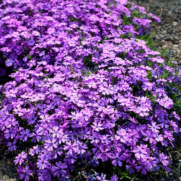 High quality Lavender Linanthus Flower seeds for Planting Vibrant Colors, Heirloom & GMO Free Seeds for Home Garden seeds pack