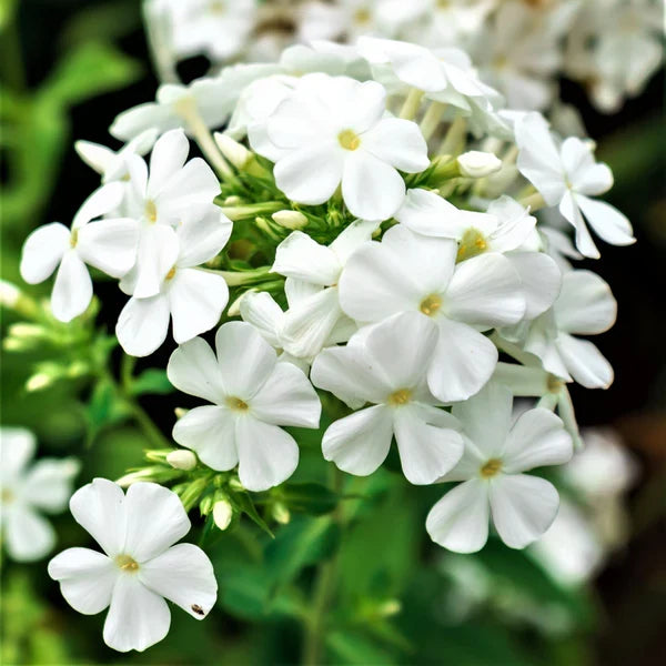 Drummondii Flower seeds for Planting Long Bloom Season, Heirloom & GMO Free Seeds for Home Garden vegetable and garden seeds