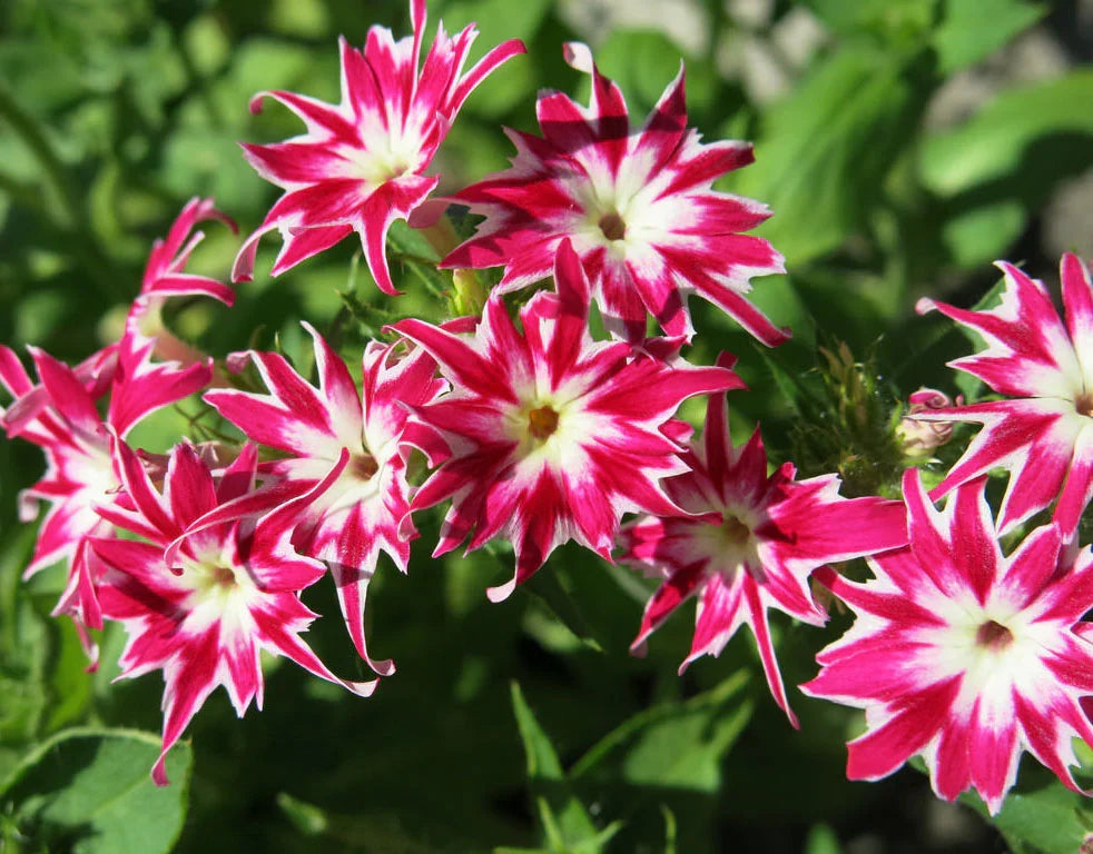 Twinkle Star flower seeds for Planting Perfect for Borders Heirloom & GMO Free Seeds for Home Garden