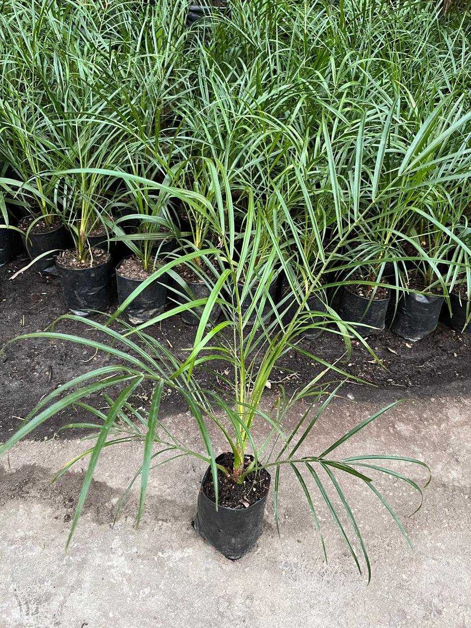 Pygmy Date Palm Tree Seeds for Planting - Compact Growth for Your Garden
