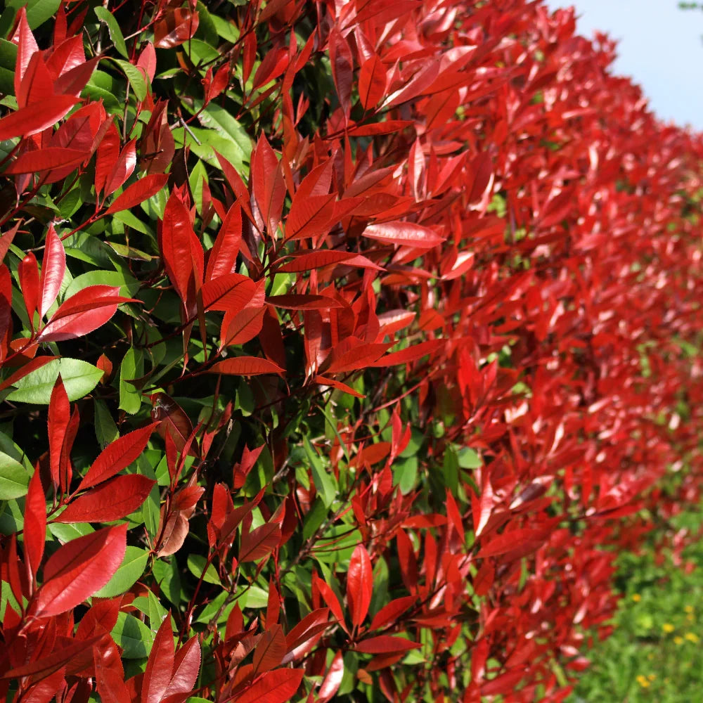 Photinia Flower seeds for Planting - Pollinator Friendly, Heirloom & GMO Free Seeds for Home Garden