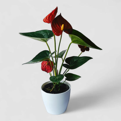 Maroon Anthurium Flower seeds for Planting Colorful Display Heirloom & GMO Free Seeds for Home Garden