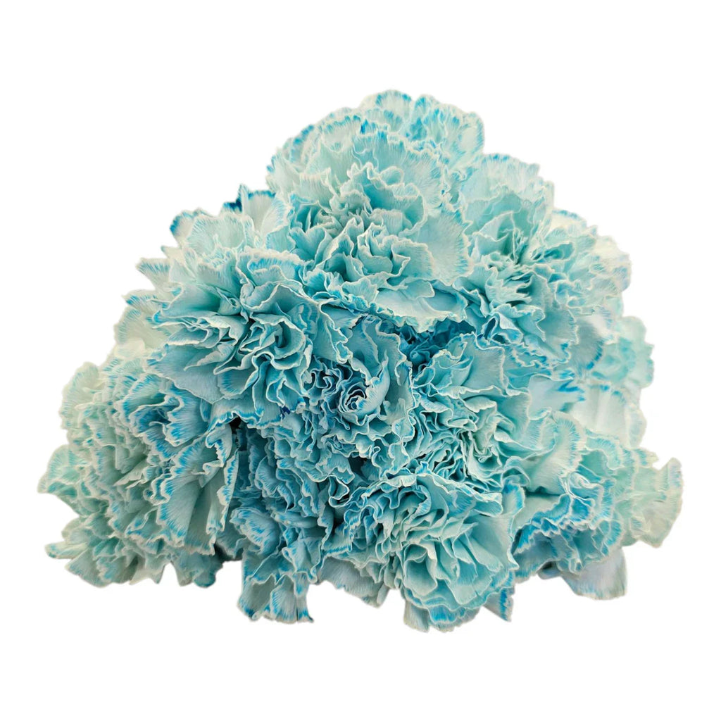 Premium Sky Blue Carnation Flower seeds for Planting Compact Growth, Heirloom & GMO Free Seeds for Home Garden seeds
