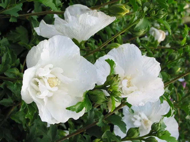 Sharon Flower seeds for Planting Wildflower Mix Heirloom & GMO Free Seeds for Home Garden