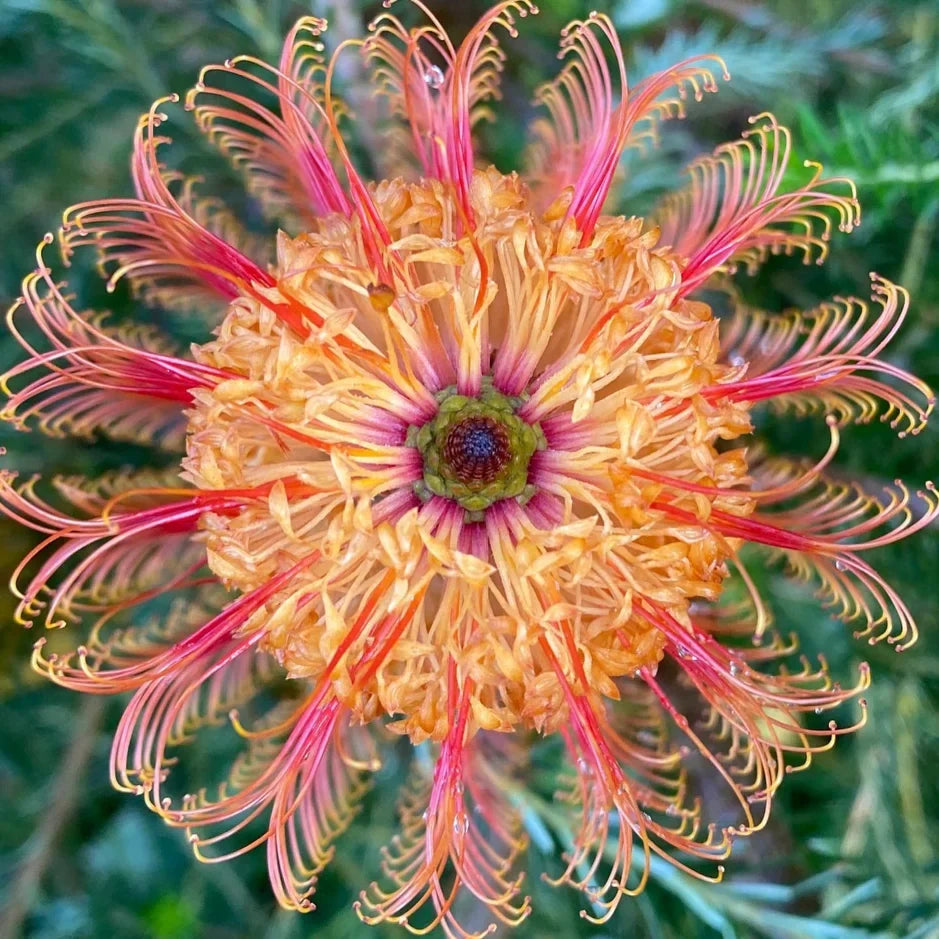 Banksia Flower seeds for Planting Colorful Display Heirloom & GMO Free Seeds for Home Garden