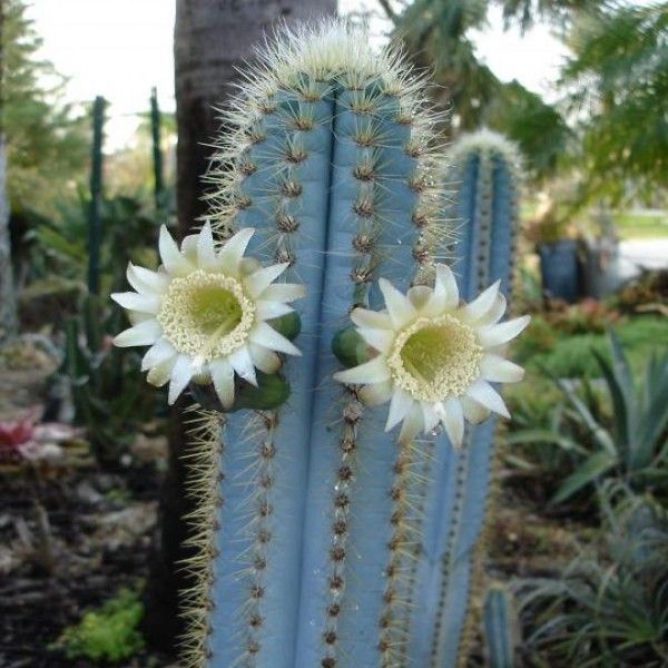 Heirloom Pilosocereus Flower seeds for Planting Hardy Variety Heirloom & GMO Free Seeds for Home Garden