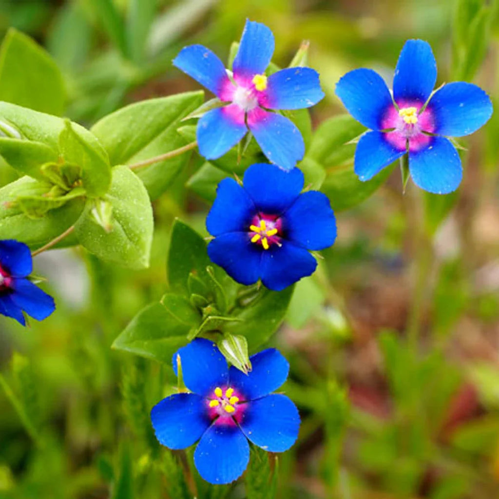 Blue Pimpernel Flower seeds for Planting Cut Flower Favorite, Heirloom & GMO Free Seeds for Home Garden vegetable and garden seeds
