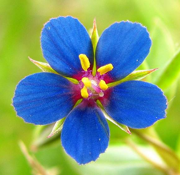 High quality Blue Pimpernel Anagallis Flower seeds for Planting Wildflower Mix, Heirloom & GMO Free Seeds for Home Garden seeds pack
