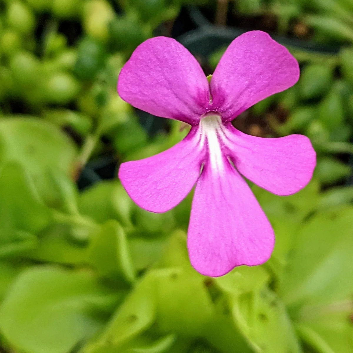 Moranensis Flower seeds for Planting Seasonal Bloomer Heirloom & GMO Free Seeds for Home Garden