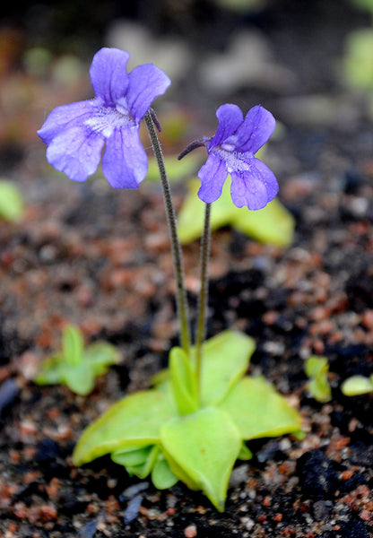 Pinguicula Flower seeds for Planting Vibrant Colors Heirloom & GMO Free Seeds for Home Garden