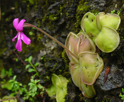 Pinguicula Flower seeds for Planting Vibrant Colors Heirloom & GMO Free Seeds for Home Garden