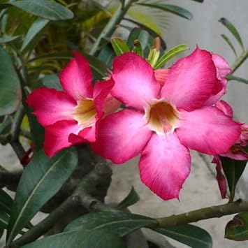 High germination Adenium Obesum seeds