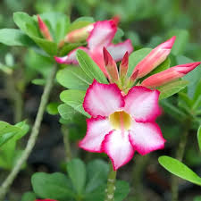 Non-GMO Pink Adenium Obesum seeds
